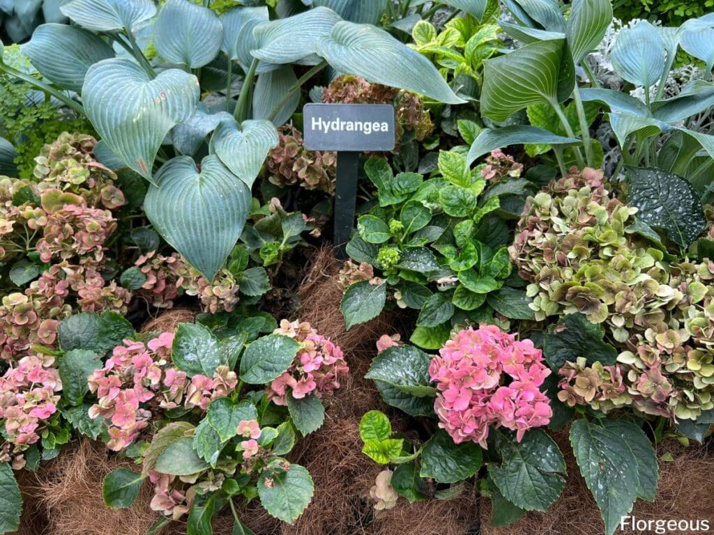 hydrangeas and hostas