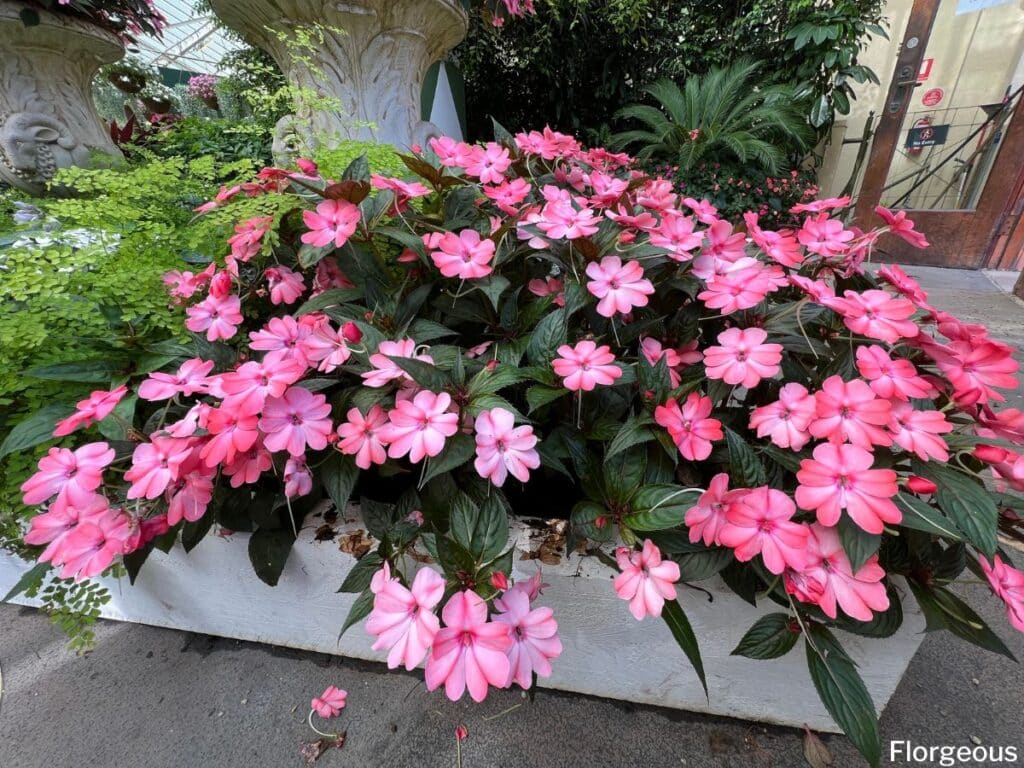 impatiens flowers