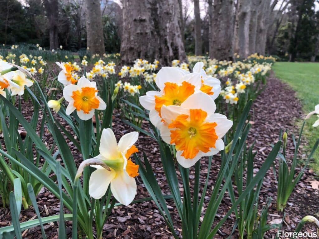 orange and white daffodils