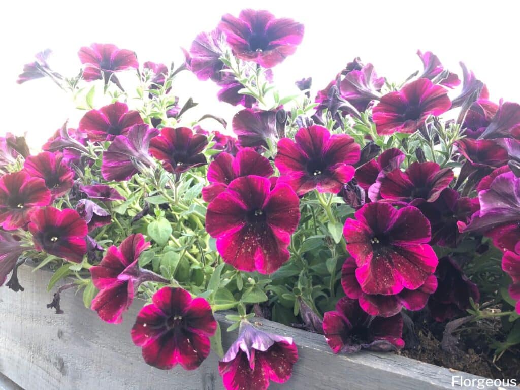 petunia flowers