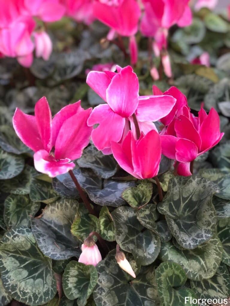 pink cyclamen