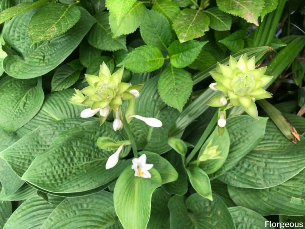 plantain lilies flowers