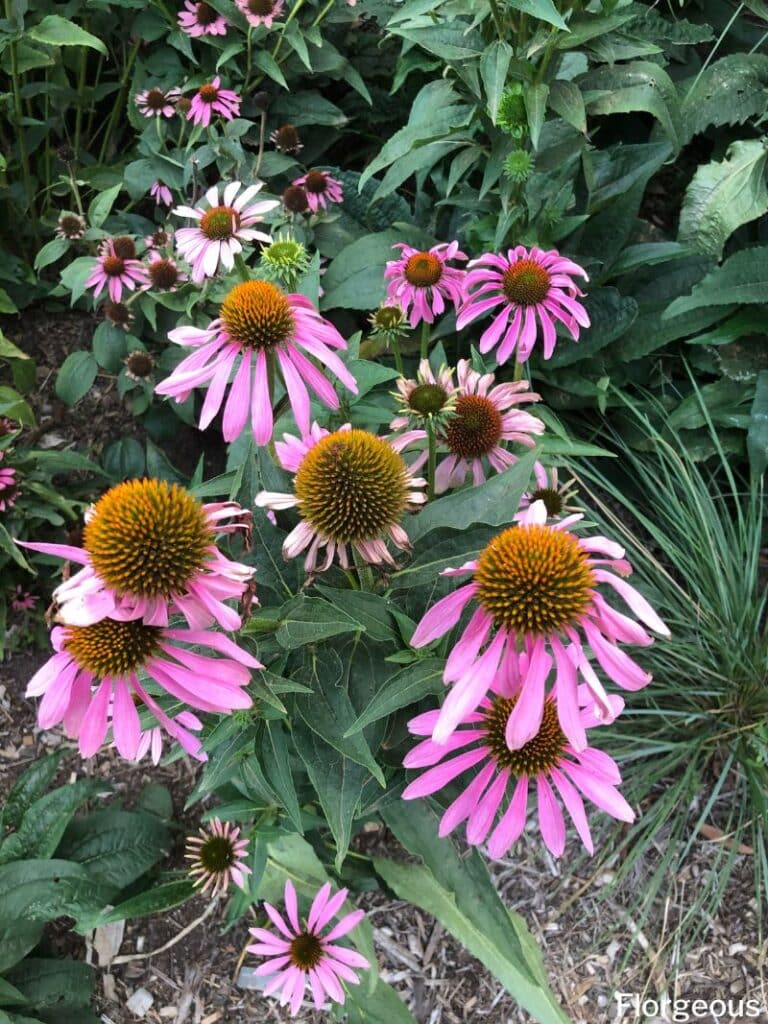 purple coneflowers