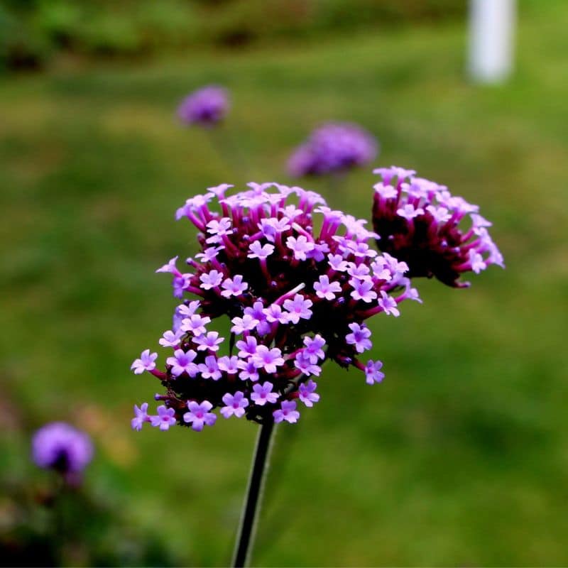 Purpletop vervain