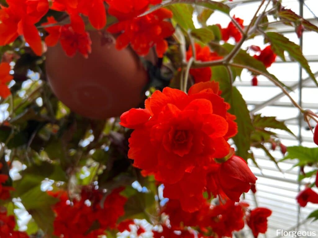 red begonias in hanging basket