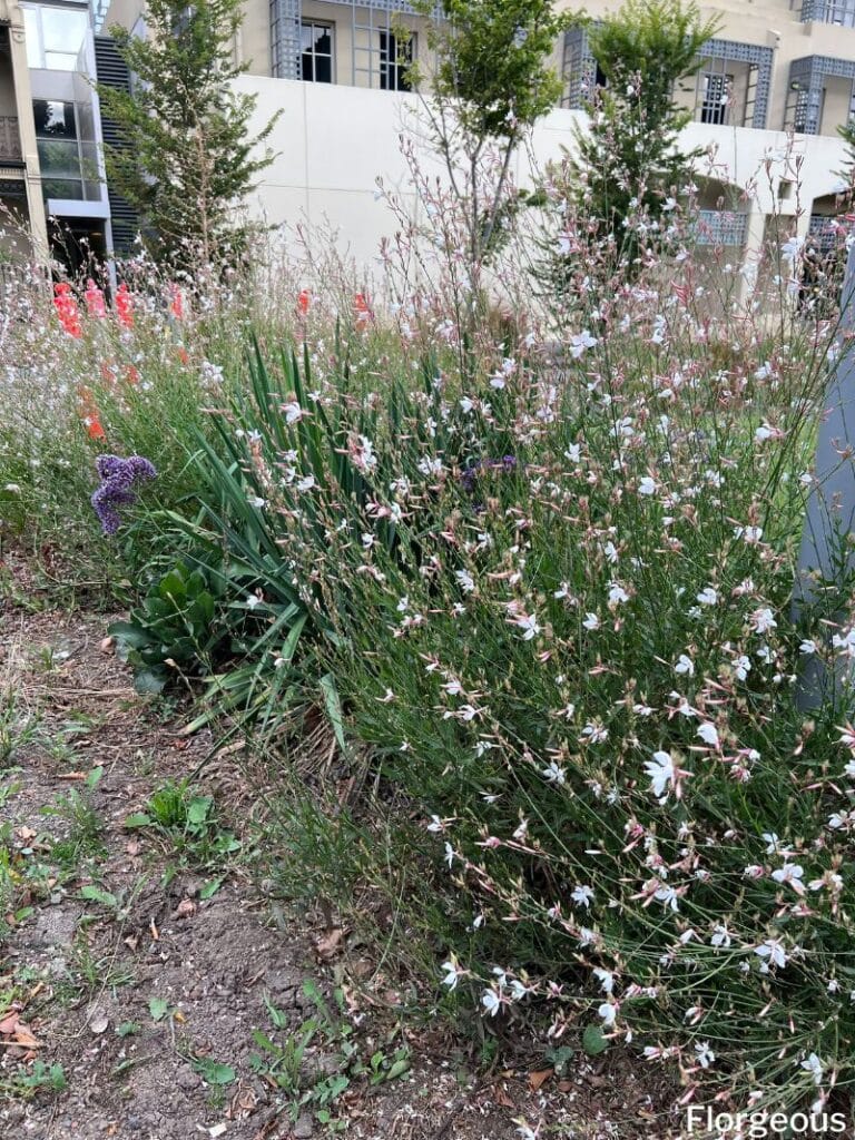 white gaura