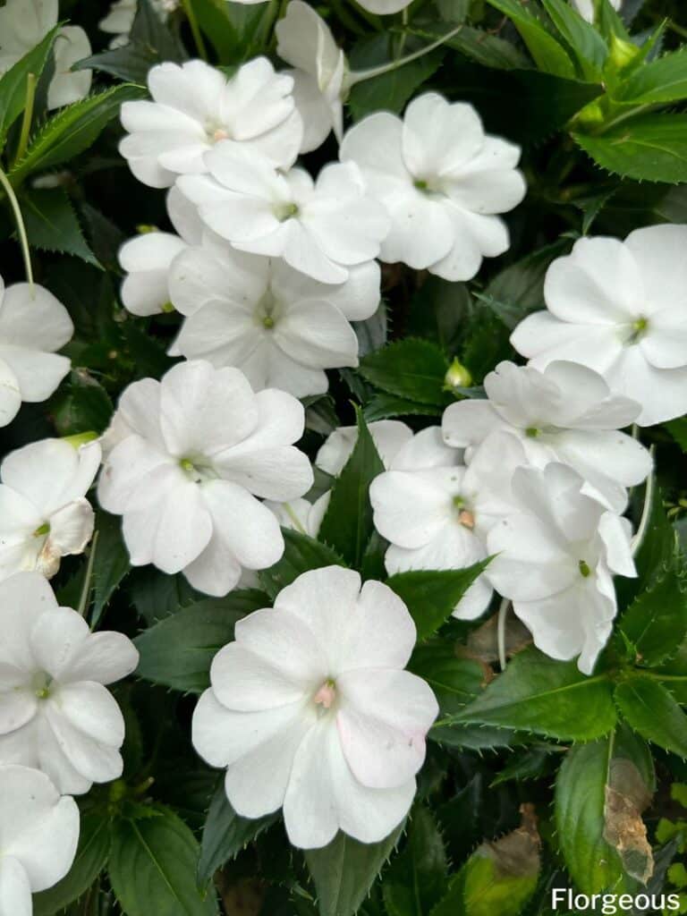 white impatiens