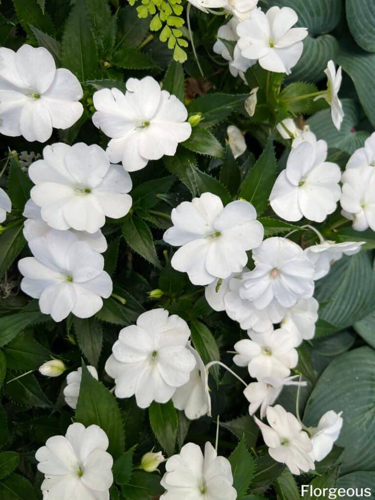 white impatiens flowers