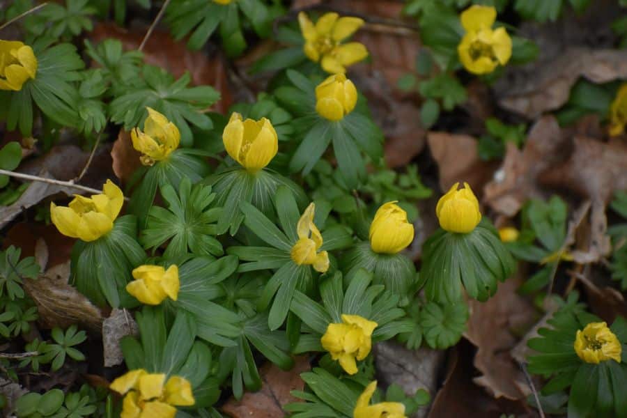 winter aconite