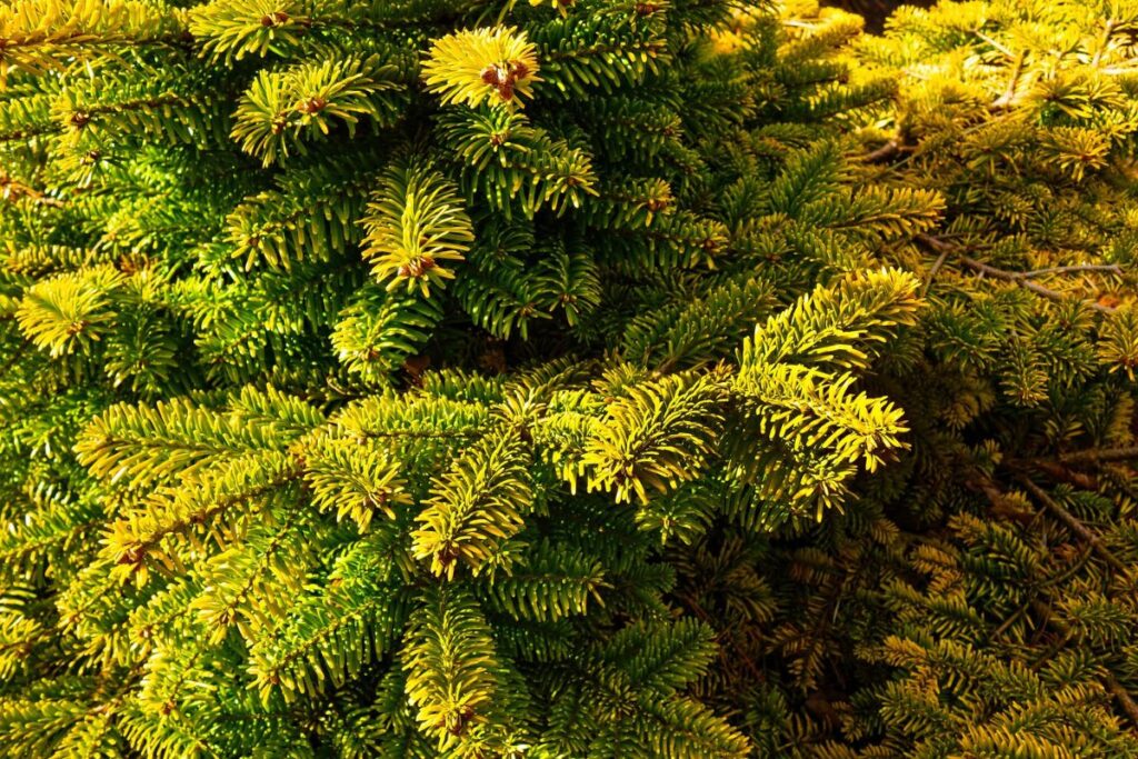 dwarf conifers