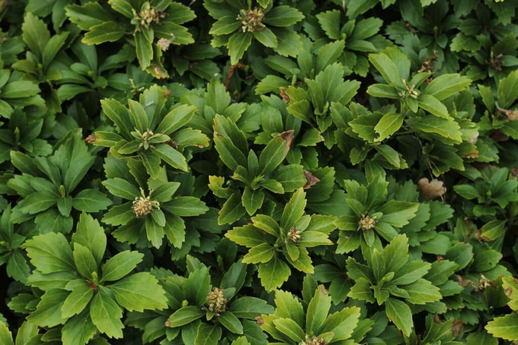 japanese spurge