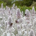 lambs ear companions