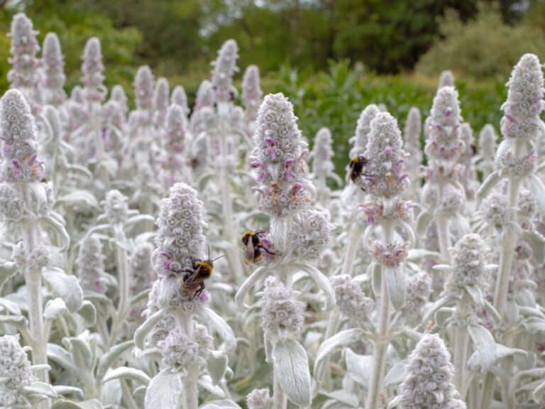 Top 6 Lamb’s Ear Companion Plants and Landscaping Tips for Show Stopper