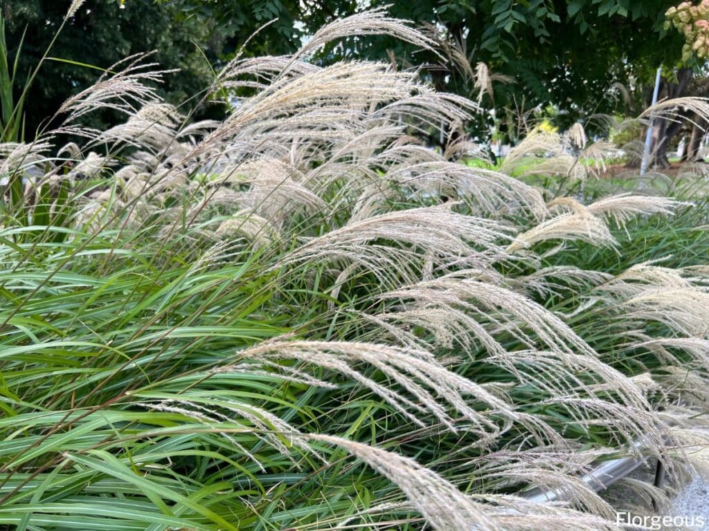 ornamental grasses