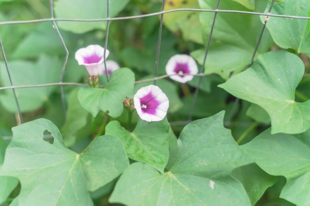 sweet potato vines