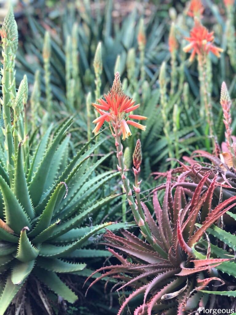 aloe vera flowers