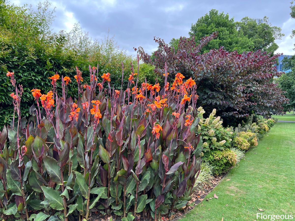 Image of Ornamental grasses companion plants for canna lilies