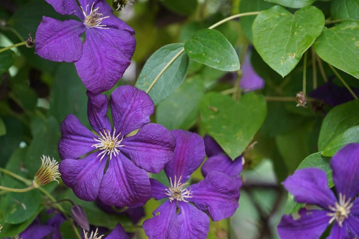 Image of Clematis companion plant for Japanese holly