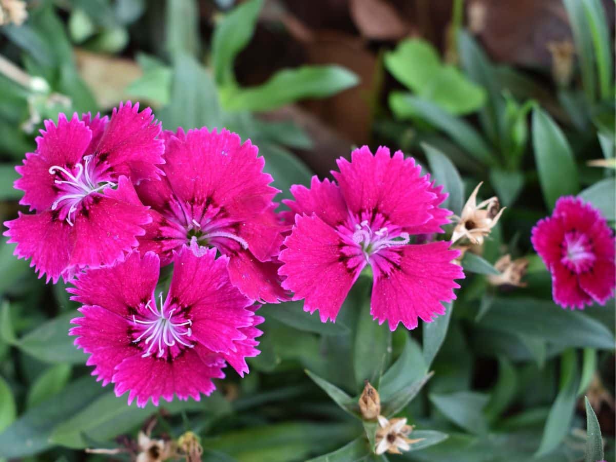 Image of Sweet william and snapdragons companion plants