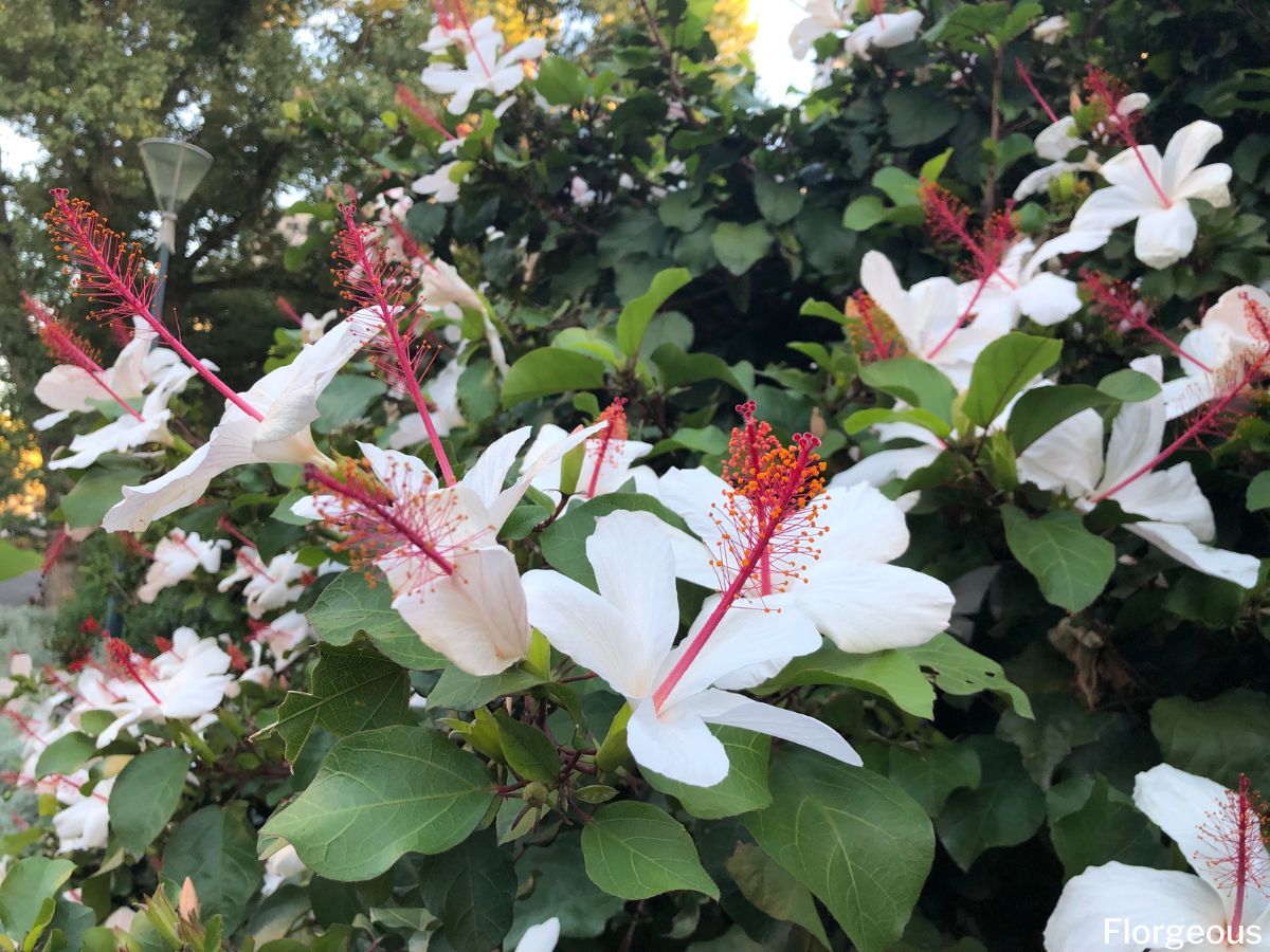 5 Great Hibiscus Companion Plants and Landscaping Ideas for a Vibrant