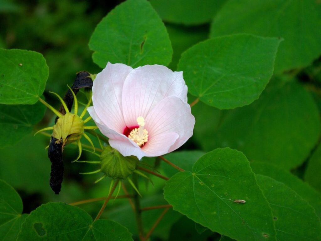 Hibiscus moscheutos