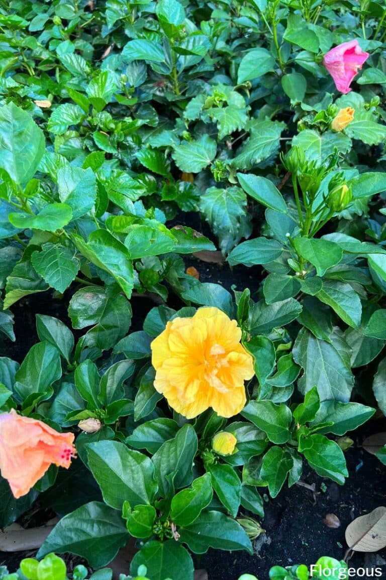 Hibiscus Plant Care And Growing Tips For Beginners Florgeous Hibiscus Plant Care And Growing Tips For Beginners Florgeous