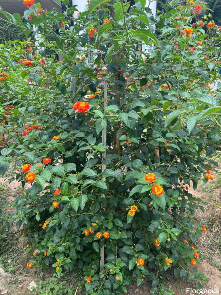 lantana plants