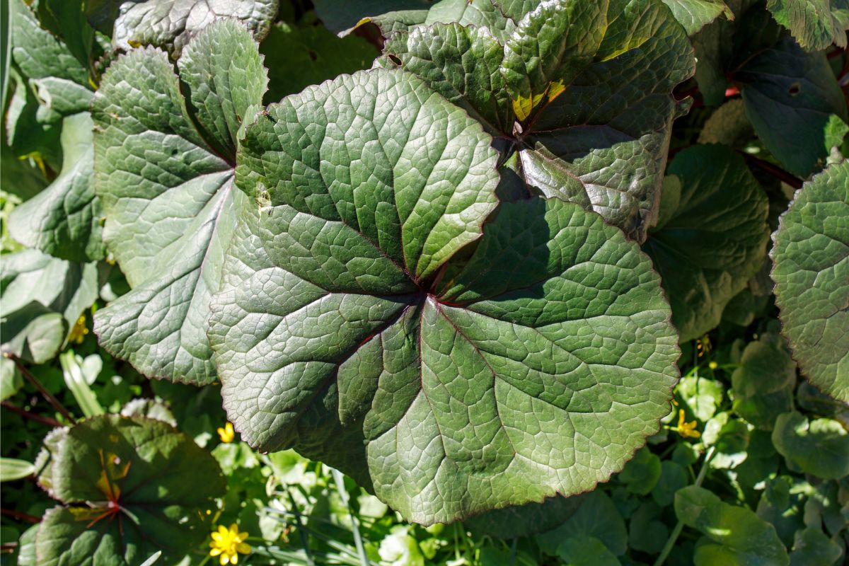 Top 4 Ligularia Companion Plants And What Not To Grow Florgeous Top 4 Ligularia Companion Plants And What Not To Grow Florgeous