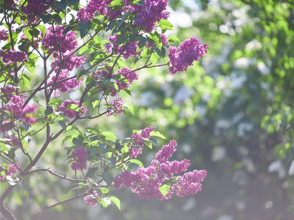 lilac companion plants