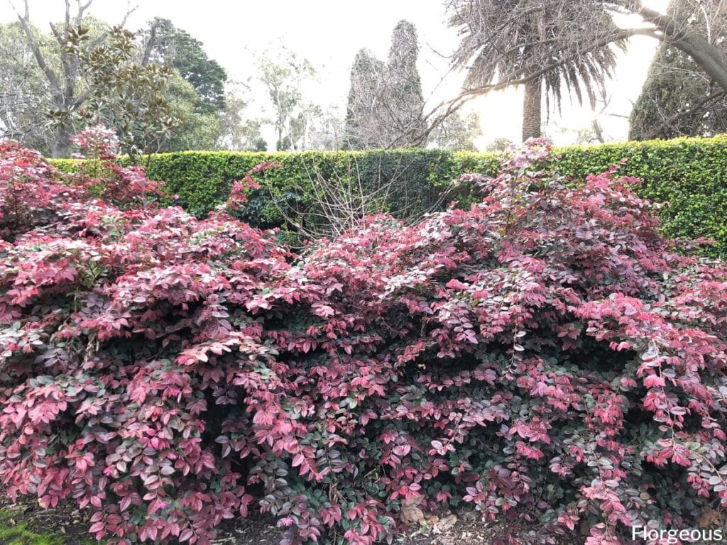 loropetalum companion plants