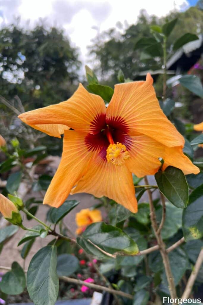 orange hibiscus flower