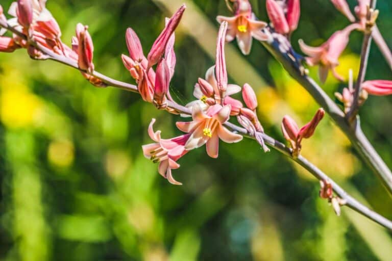 6 Great Red Yucca Companion Plants and Other Landscaping Tips
