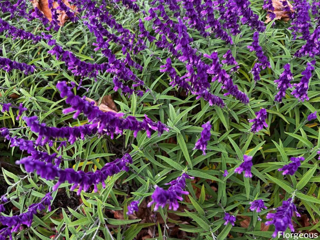 salvia flower