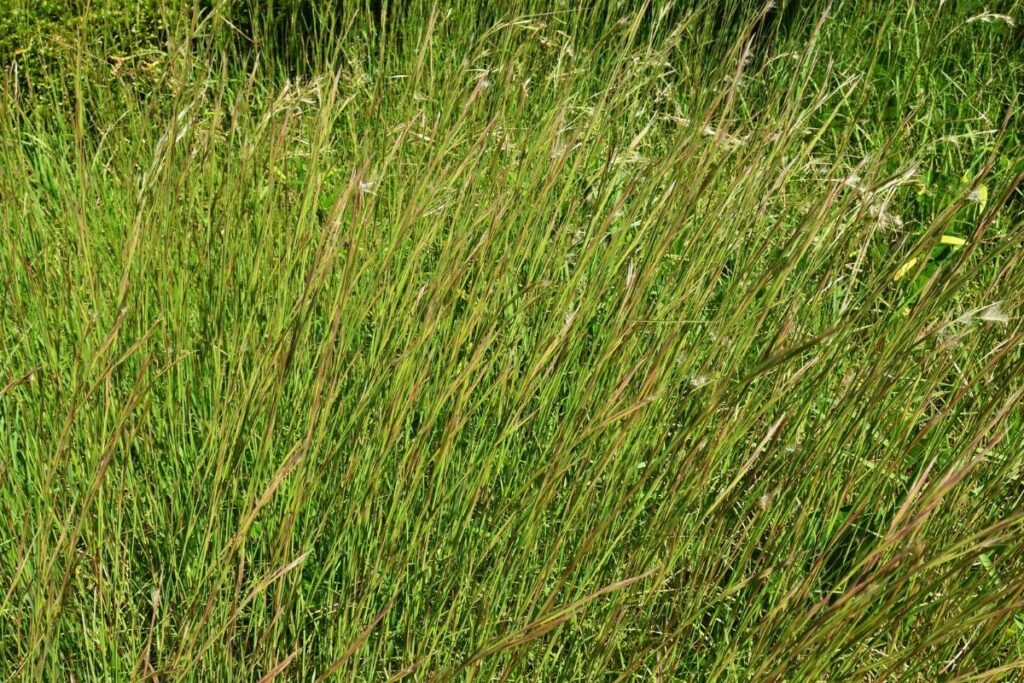 big bluestem grass