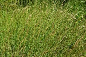 Top 6 Big Bluestem Companion Plants and Landscaping Ideas | Florgeous