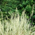 blue oat grass