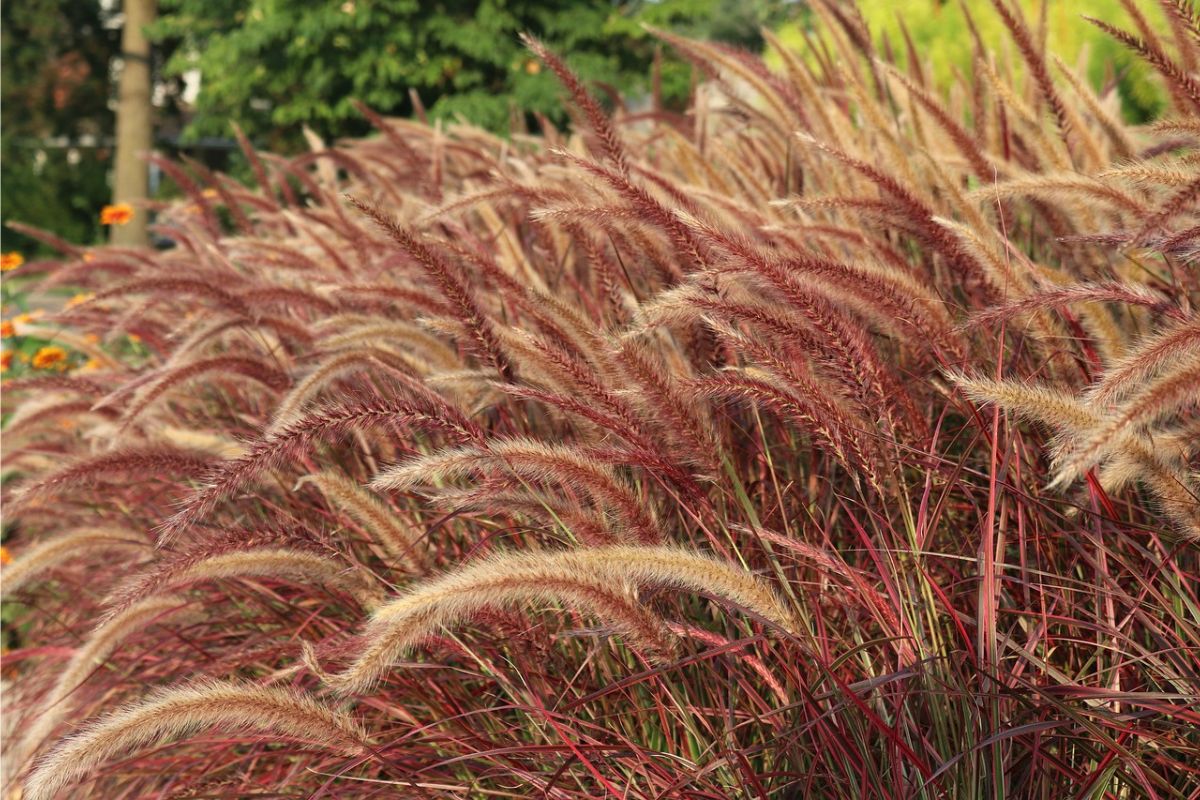 6 Best Fountain Grass Companion Plants and Great Landscaping Concepts