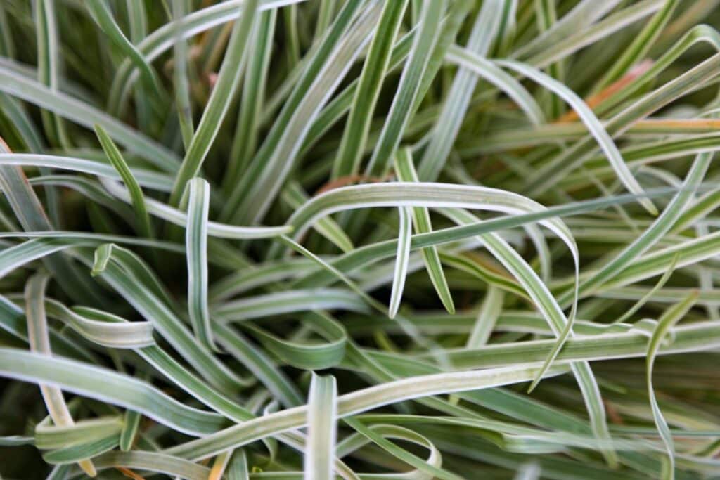 ribbon grass plants