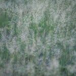 switchgrass companion plants