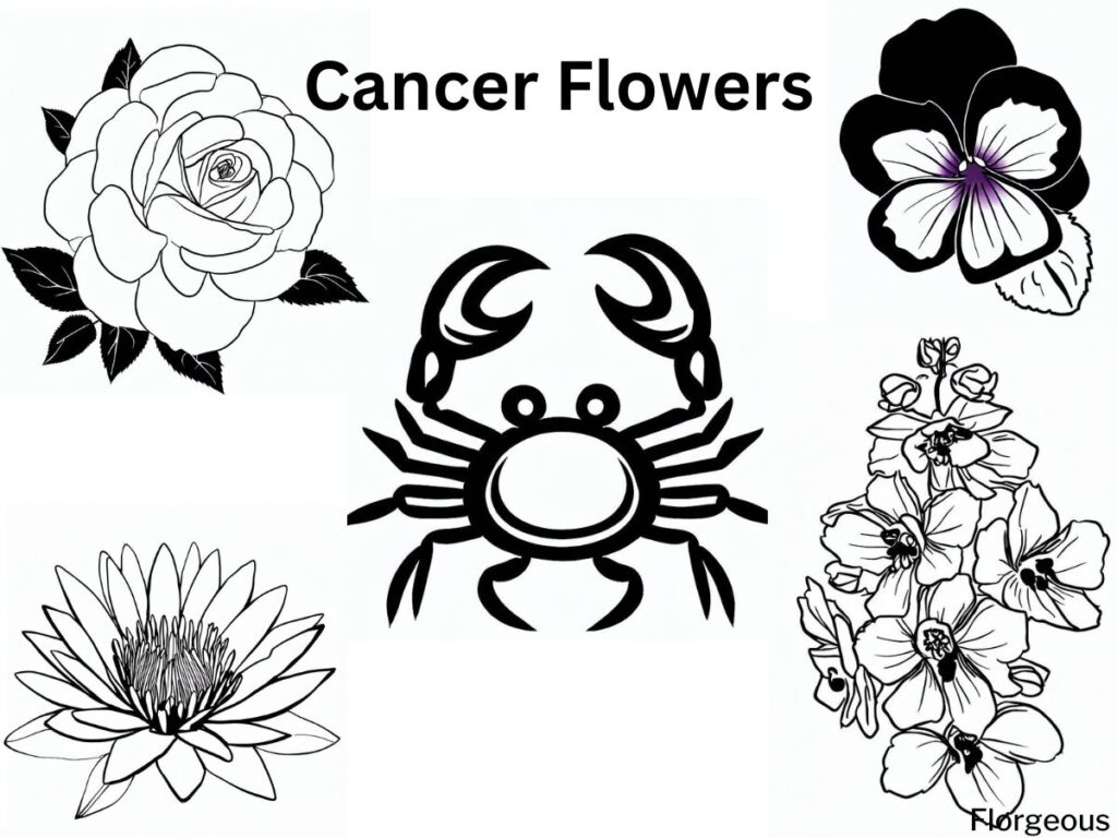 cancer zodiac flower