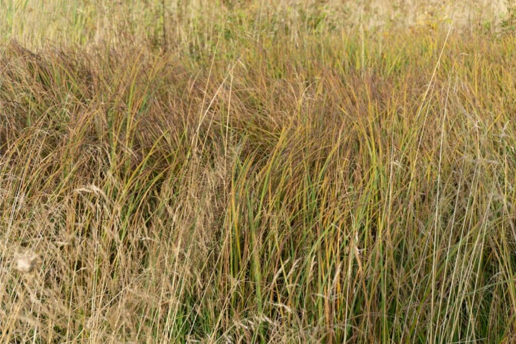 little bluestem grass