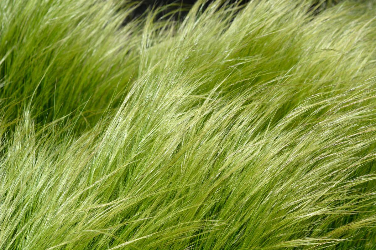 Growing And Caring For Mexican Feather Grass Nassella Tenuissima Growing And Caring For Mexican Feather Grass Nassella Tenuissima