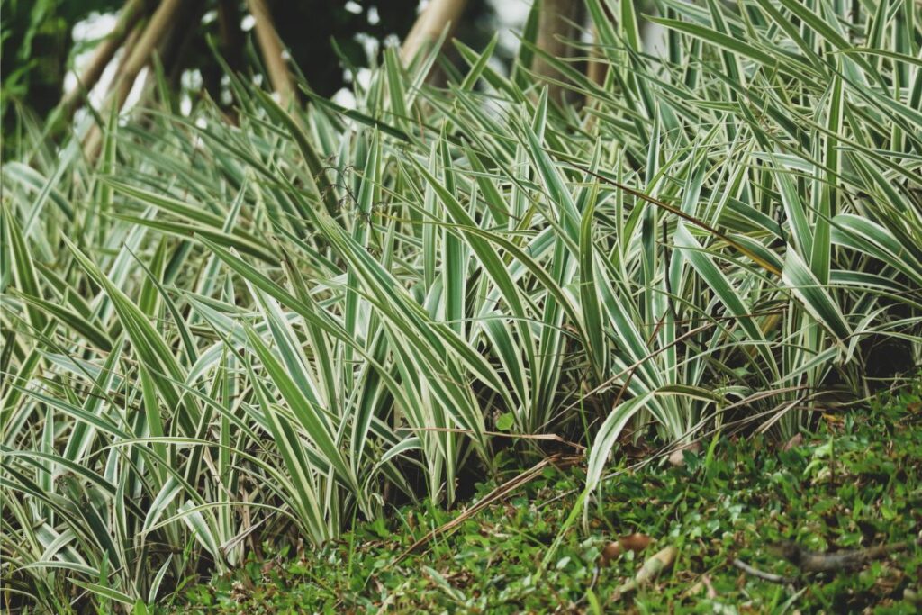 ribbon grass