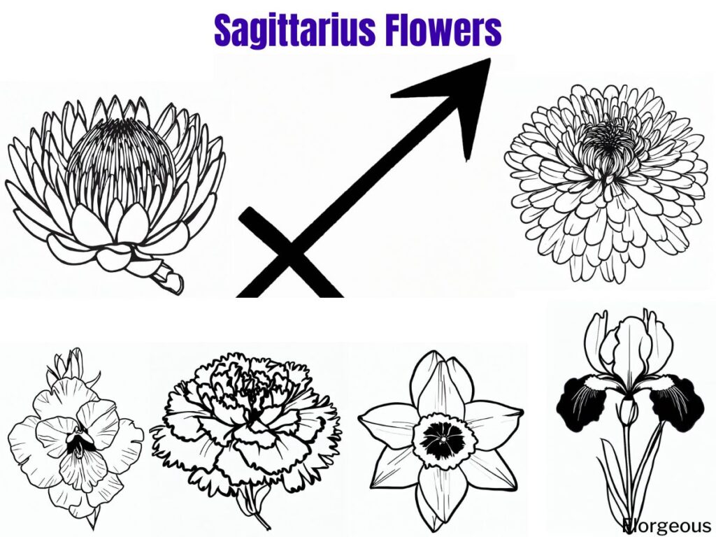 sagittarius flower
