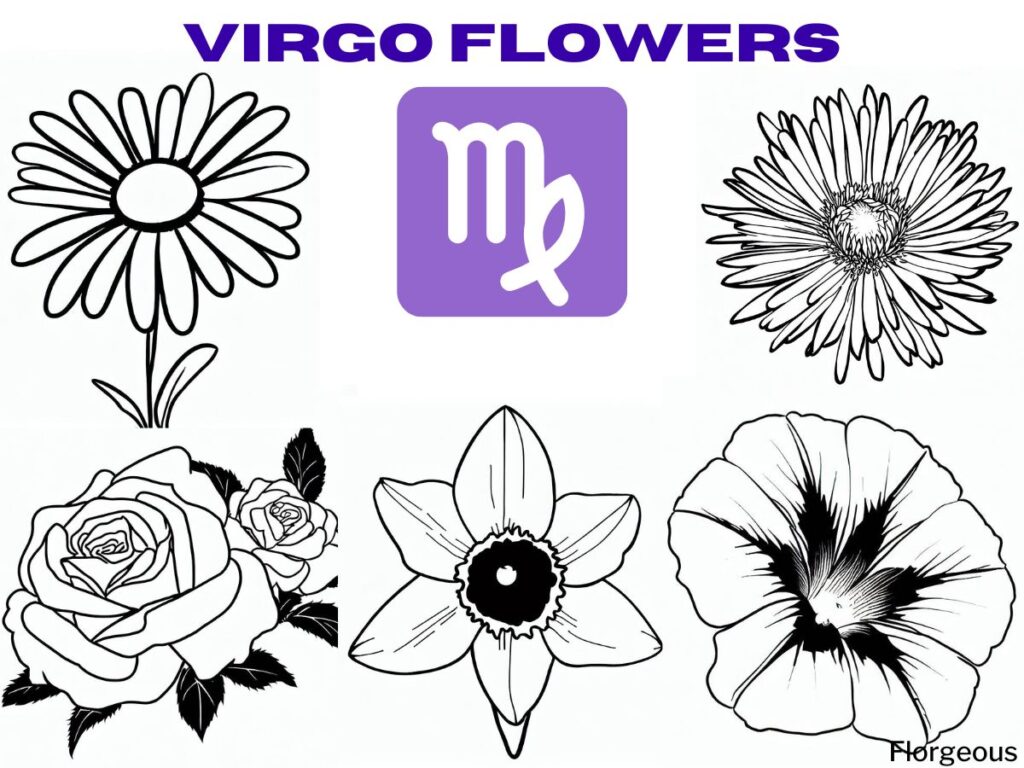 virgo flower