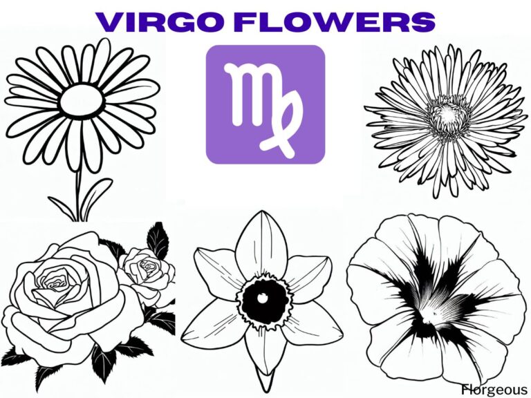 Virgo Birth Flower: Embracing the Grace and Perfection of Earth's Bloom ...