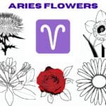 aries flower