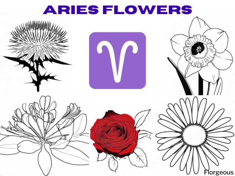 Aries Birth Flower Unveiled Blossoming with Courage and Determination