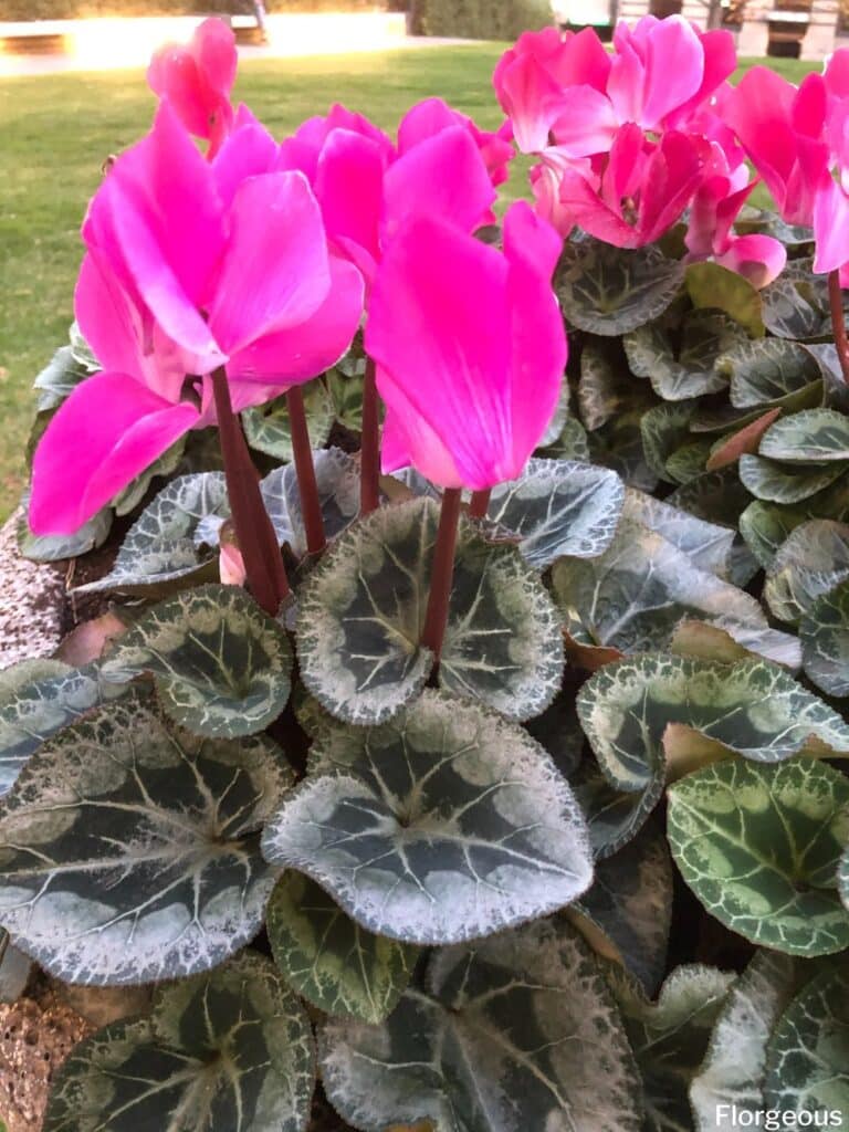 cyclamen outdoor