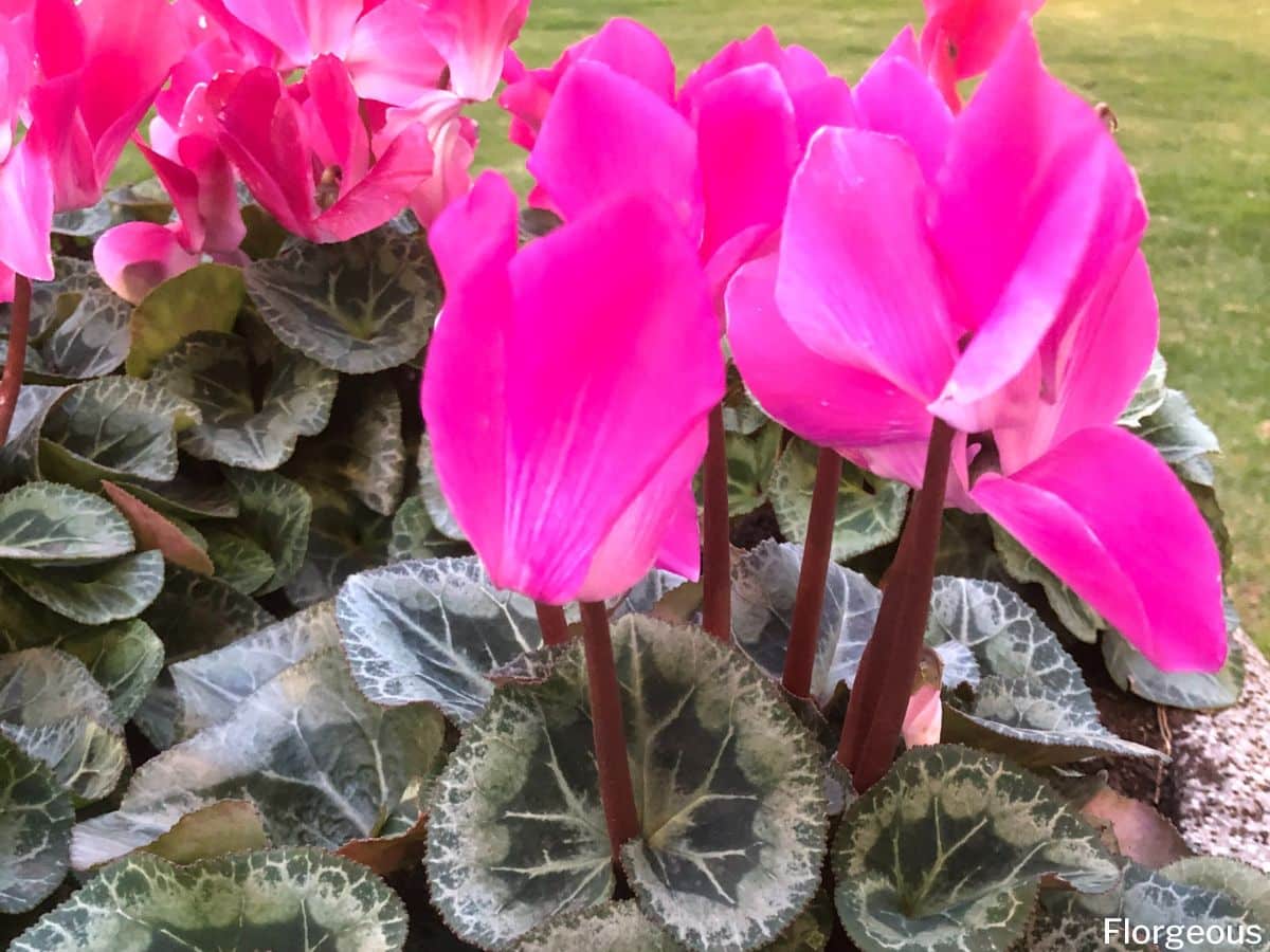 Cyclamen Light Requirements Everything You Need To Know Florgeous Cyclamen Light Requirements Everything You Need To Know Florgeous
